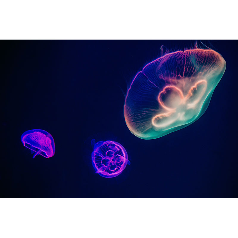 Πίνακας σε καμβά Jelly fish